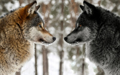 Legende van de twee wolven